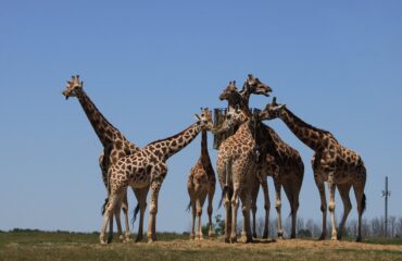 Giraffes --