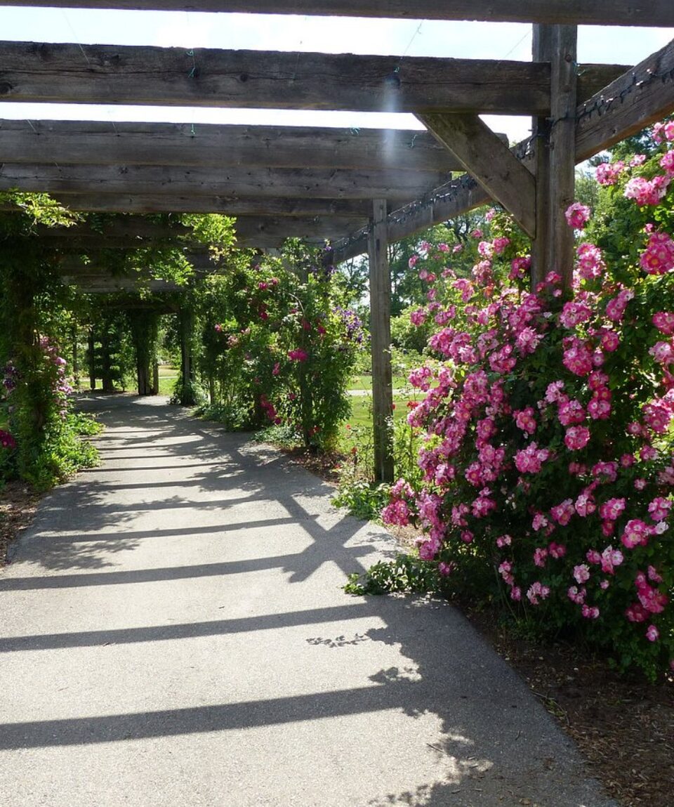 Rose Path in Main Gardens