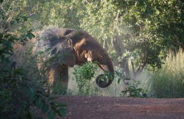 Kakum National Park elephant in bush - Copy