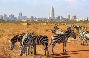 Kenya where city meets Nature