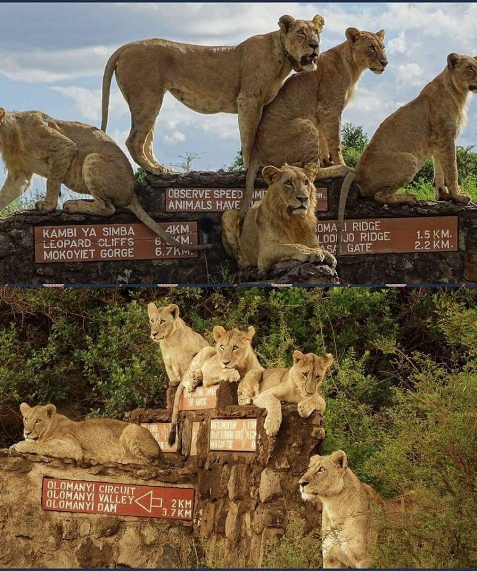 Lions On Display