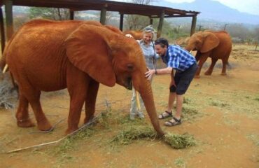 our-client-enjoying the sight of a kenyan elephant